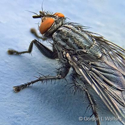 Fly Closeup_DSCF01835.jpg - Photographed at Smiths Falls, Ontario, Canada.